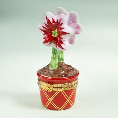Show details for Limoges Amaryllis in Red Pot Box Picture of Limoges Amaryllis in Red Pot Box