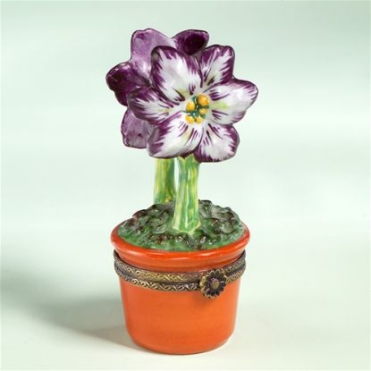 Picture of Limoges Purple Amaryllis in Pot Box