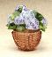 Picture of Limoges Hydrangeas in Pot Box