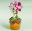 Picture of Limoges Rose White Amaryllis in Terracotta Pot Box