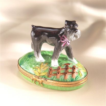 Picture of Limoges Schnauzer on Grass with Fence Box