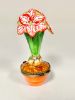 Picture of Limoges Amaryllis in Terracota Pot Box