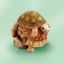 Picture of British Pile of Turtles Trinket Box