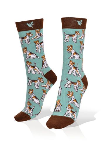 Picture of Fox Terrier on Blue  Socks